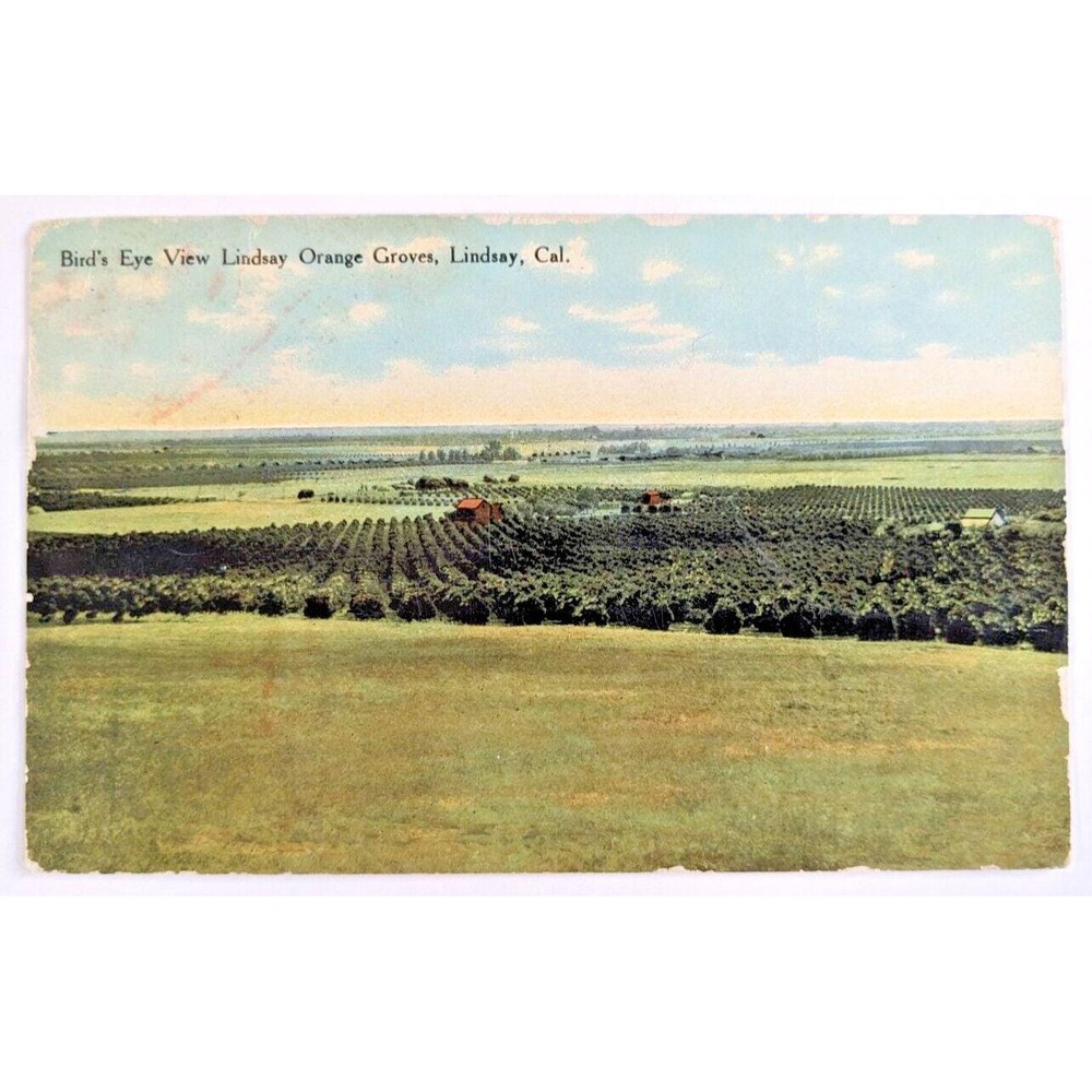 Bird's Eye View Lindsay Orange Grove Lindsay, CA- California c1910s Postcard‎ H1